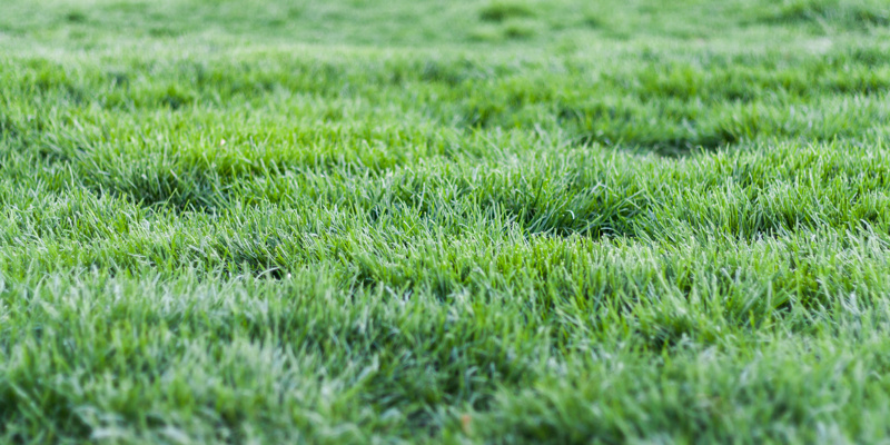 Groeiseizoen natuurgras van start